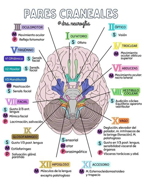PARES CRANEALES | Yendrys Linares en 2025 | Pares craneales, Anatomia y ...
