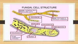 Fungi Cell Structure 的图像结果