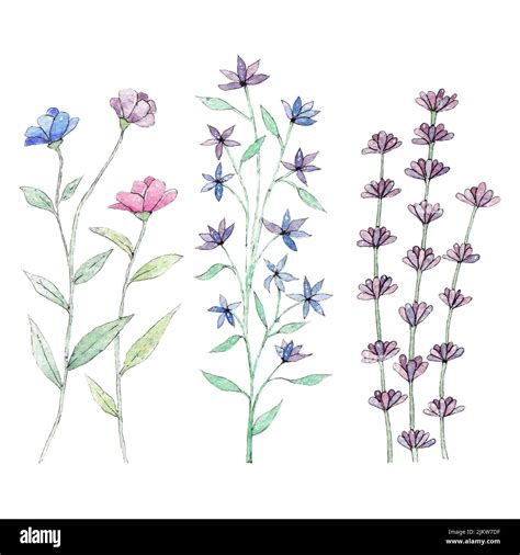 A beautiful drawing of three different flowers Stock Photo - Alamy