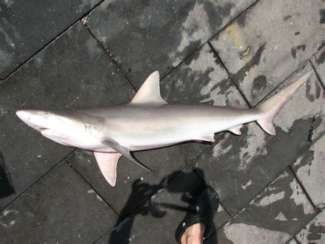 Baby Atlantic Sharpnose Shark