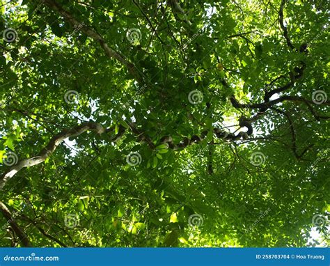 Photo of a Dense Canopy of Trees and Vines. Stock Photo - Image of canopy, trees: 258703704