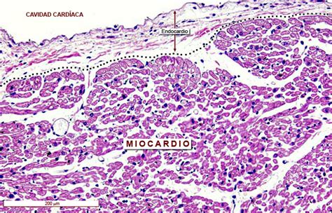 Image result for Example of Unofficial Transcript