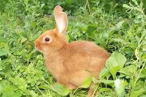 Image result for Big Orange Bunny Plushy