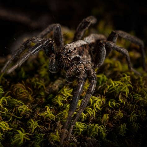 What Do Wolf Spiders Eat