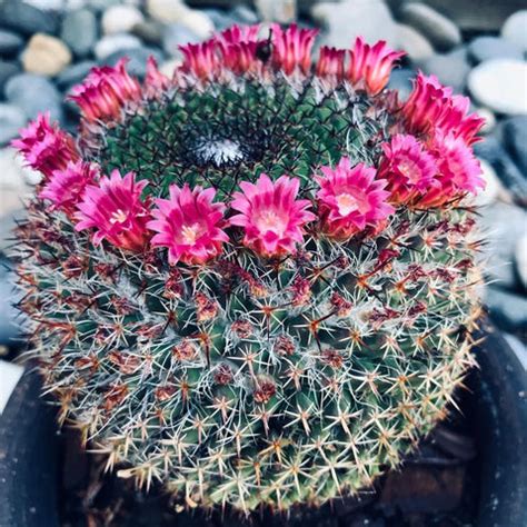Cactus Plants Images: A Stunning Visual Journey Through the World of D ...