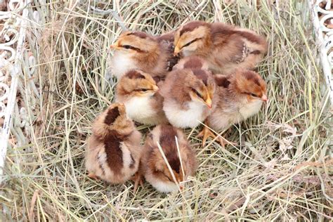 Speckled Sussex – Chick'n'Eggs