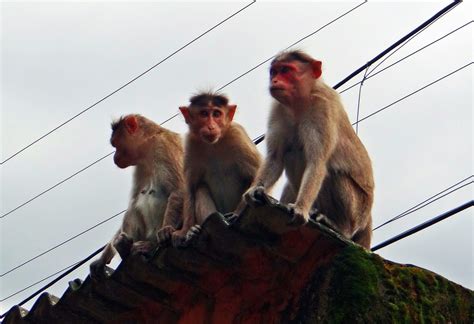 Images Of Indian Monkeys