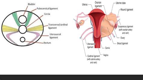 Anatomy of Uterus and physiology of Uterus | PPTX