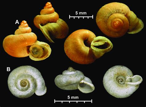 What is Alycaeus Himalayae?