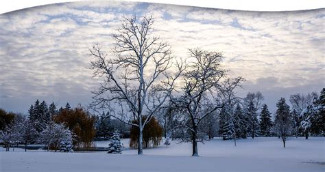 New Year Forest Bathing Walk with Beth Bengtson, The Theosophical ...