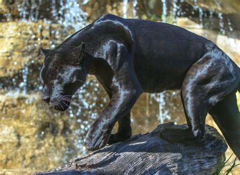 Black Panther Animal Facts Ks2 at Amy Magen blog