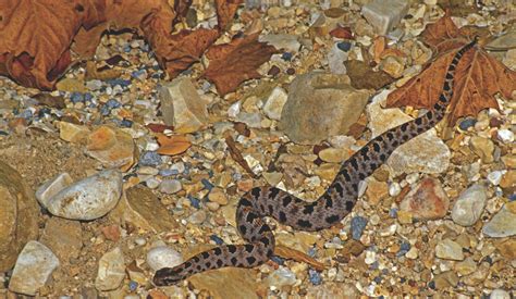 Most Common Snakes In Alabama at Barbara Arrowood blog