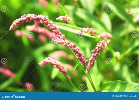 Persicaria Maculosa Lady`s Thumb, Spotted Lady`s Thumb, Jesusplant, and Redshank in Bloom ...