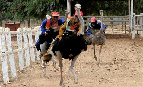The Bizarre Sport of Ostrich Riding & Exotic Racing on Ostriches