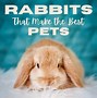 Image result for Rabbit Pet Pictures