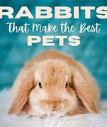 Image result for Holland Lop Cute