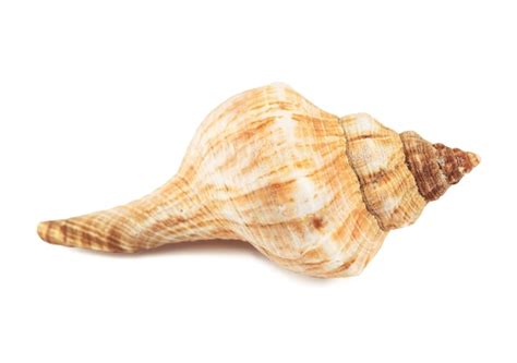 Seashell isolated on a white surface | Premium Photo