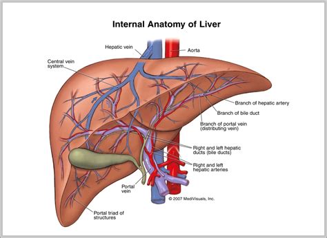 Where Is The Liver In The Human Body Image – Anatomy System – Human Body Anatomy diagram and ...