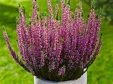 calluna vulgaris sorten heide calluna und eriken garten ch calluna vulgaris sorten heide calluna und eriken garten ch