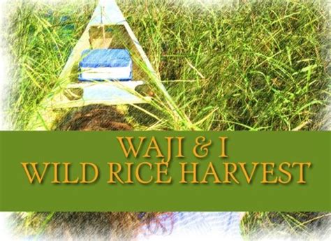 Waji & I Wild Rice Harvest : Duck, Ess: Amazon.in: Books