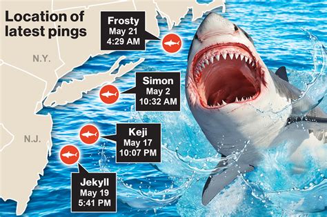 4 great whites spotted in NY, NJ waters ahead of Memorial Day