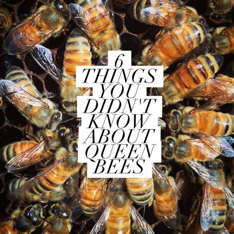 6 THINGS YOU DIDN'T KNOW ABOUT QUEEN BEES - Beekeeping Like A Girl