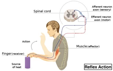 Spinal Reflex Arc anatomical scheme, vector illustration, with spinal ...