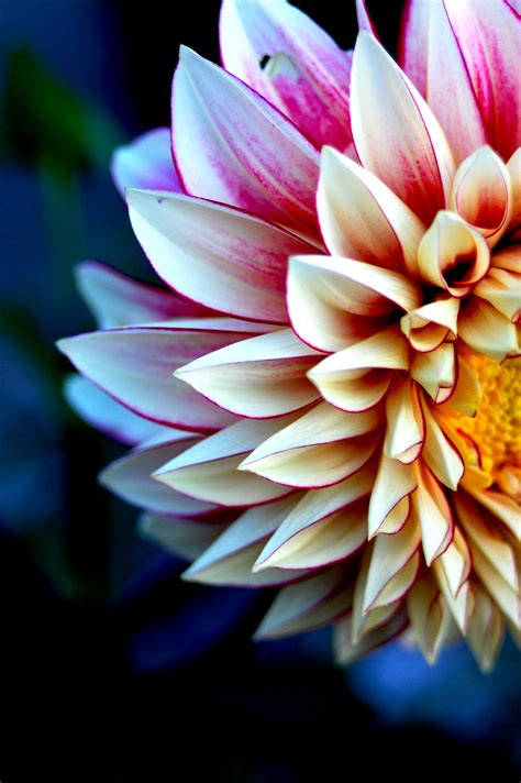 artistic flower photography