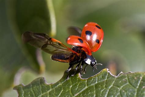 Scientists Capture Movement Of Ladybug Wings For First Time [VIDEO ...