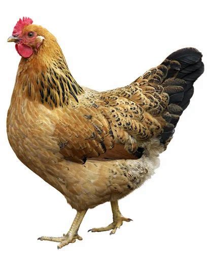 Image result for Hen Design Algorithm