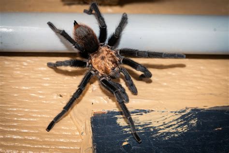 The world’s largest spiders are emerging to make love in Texas