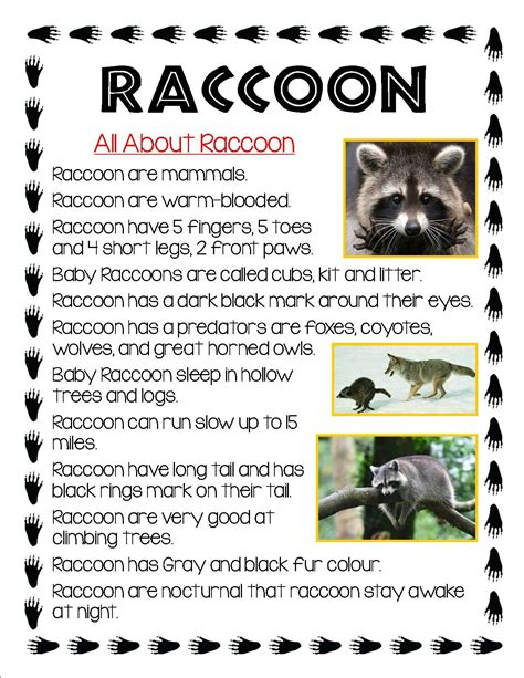 Raccoon life cycle and parts of a raccoon printable – Artofit