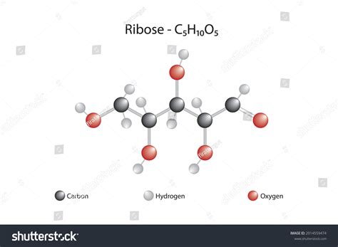 Ribose Structural Formula
