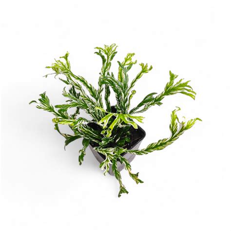 Asplenium Nidus Variegated | Soiled