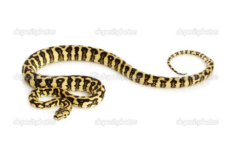 Image result for Jaguar vs Python