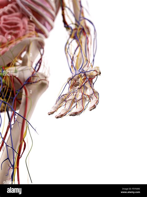 Image result for Hand Anatomy Tutorial