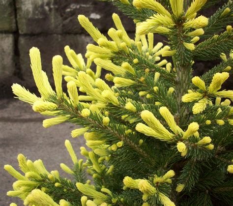 Sunburst™ Black Hills Spruce, Picea glauca var. densata 'MonChet' PPAF