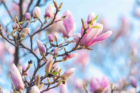 15 Plants that Offer Great Spring Blooms