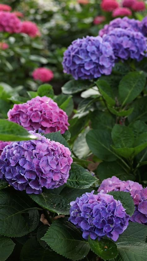 Hydrangea Season in the South in 2024 | Hydrangea bloom, Hydrangea ...