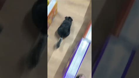 Three super speedy chinchillas compete in a hilarious race