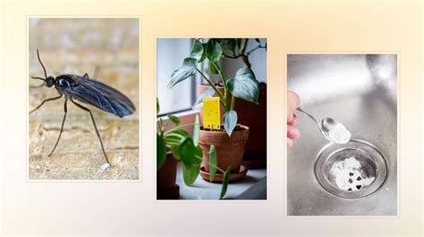 How to get rid of tiny black flies in the house: expert tips | Woman & Home