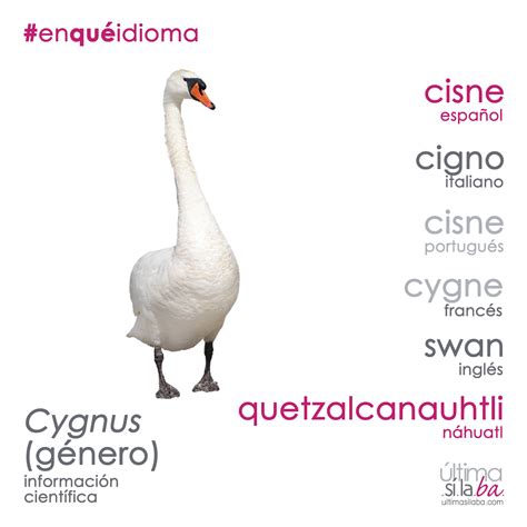 «#Cisne» es el nombre genérico que se le da a las siete especies del ...