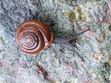 Get to Know Your Slimy Neighbors: Desert Snails in Arizona, Natural ...
