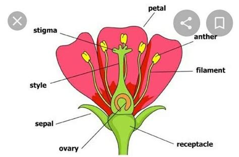 Hello dear usersExplain The parts of flower •Donnot Spam• Only mods can ...