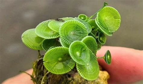 Mermaid Plant: ఇండియా శాస్త్రవేత్తలు కనుగొన్న మొక్కకు జలకన్యగా నామకరణం ...