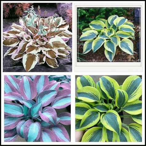 Mixed Hostas bulbs - Hostas live plants outdoor ready to plant - Hosta ...