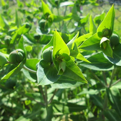 Gopher Spurge Euphorbia Lathyris Packet Of 10 Seeds About Caper Spurge