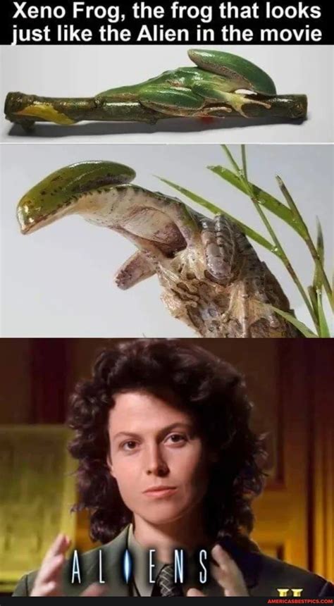 Alien Frog 的图像结果