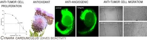 Biological Characterization of Cynara cardunculus L. Methanolic ...
