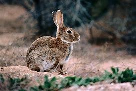 Image result for European Rabbit